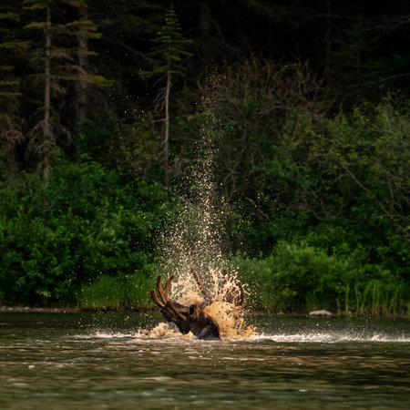 High Splash Shoots Into The Air Over Frolicking Mooseの写真素材