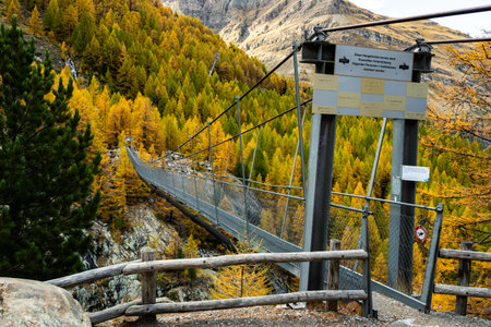 Furi Hangebrucke Surrounded By Golden Larch Forest in Swiss alpsの写真素材