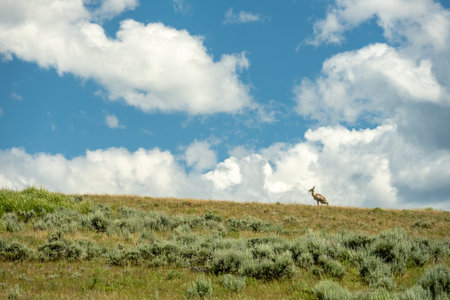 Ponghorn Squats On Hill Top With Cloudy Backgroundの写真素材