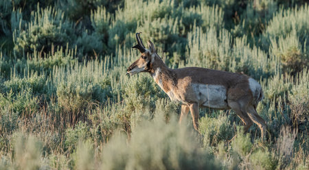 Profile Of Prong Horn In Sage Field In Yellowstone National Parkの写真素材