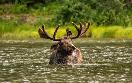 Bull Moose Lips Flap While It Shakes Off Water in Fishercap Lakeの写真素材