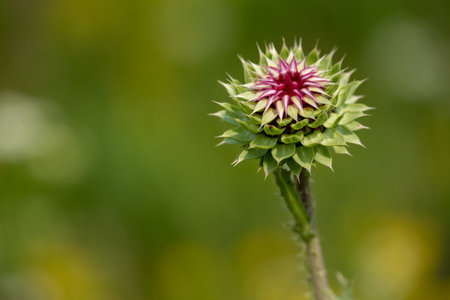 Small Thistle Bud With Copy Space To Left in Grand Teton National Parkの写真素材