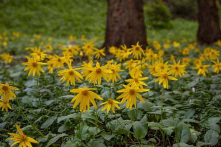 Sun Flowers Carpet Forest Floor Below Pine Trees in Forest in Yellowstoneの写真素材