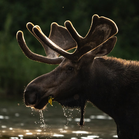 Close Up Profile Of Bull Moose Eating Grasses In Lake in Glacier National Parkの写真素材