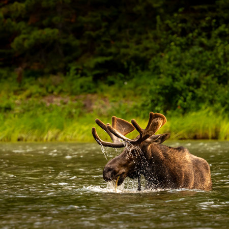 Grazing Moose Has Water Raining Down After Lifting Head From Waterの写真素材