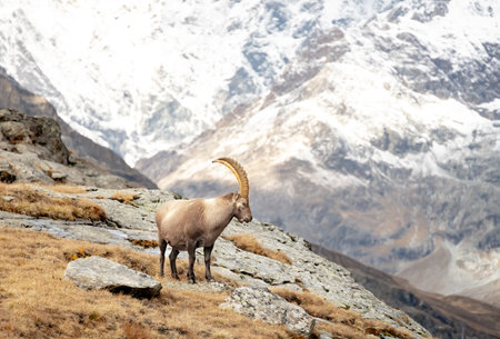 Ibex Looks Down Rocky Mountainside With Snow In The Distance in the Swiss Alpsの写真素材