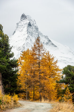 Matterhorn Rises High Over Gravel Road And Yellow Larch Trees in the Swiss Alpsの写真素材