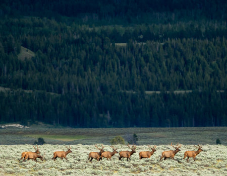 Layers Of From Elk To Deep Forest Hill Sides in Summerの写真素材
