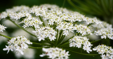 Narrow Focus Of Hogweed Blooms In Glacier National Parkの写真素材