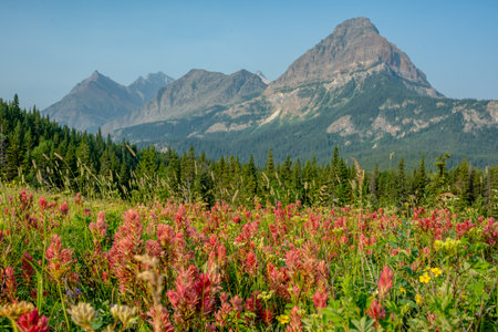 Thick Field Of Paintbrush Bloom Near The Belly River Cabin in Glacier National Parkの写真素材
