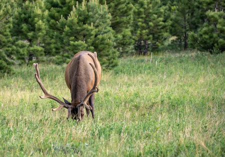 Bull Elk With Large Antlers Bows Head To Graze in Rocky Mountain National Parkの写真素材