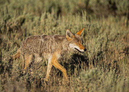 Coyote Mid Blink While Walking Through Sage Field in Yellowstoneの写真素材