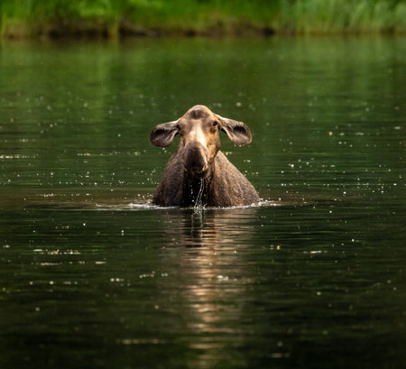 Moose Cow With Droopy Ears Lifts Head From Fishercap Lake in Glacierの写真素材