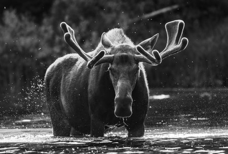 Moose Stares Down Camera While Standing In Lake in Glacierの写真素材