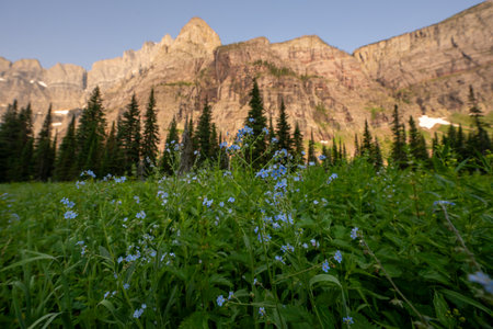 Patch of Stickseed Blooms In Glacier National Parkの写真素材