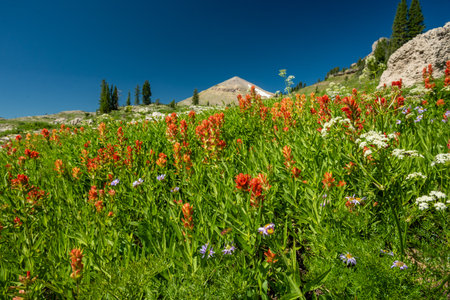 Red Paintbrush Blooms Dot The Meadow Of Moose Basin Divide In Grand Teton National Parkの写真素材