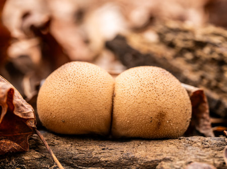 Two Spherical Mushrooms Grow Together on forest floorの写真素材