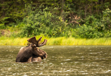 Bull Moose In Water Looks Right Of Frame in Fishercap Lakeの写真素材