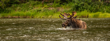 Moose Grazing In Lake Lifts Its Head while eating dinnerの写真素材