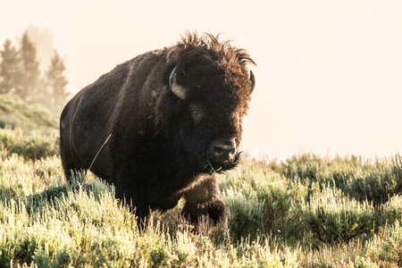 Fearful Male Bison Runs From Grizzly Bear In The Fogの写真素材