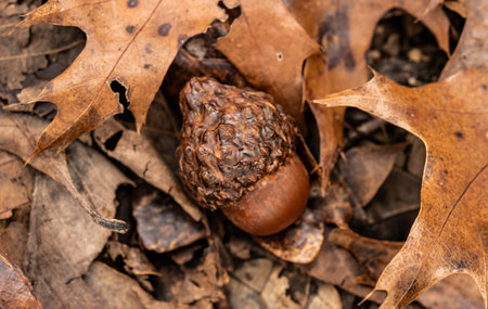 Close Up of Acorn In Brown Leaves on Forest Floorの写真素材