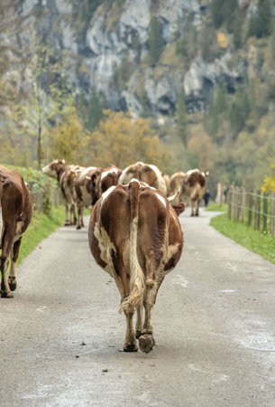 Herd Of Cows Heading Back To The Barn For Milking In Lauterbrunnen Valleyの写真素材