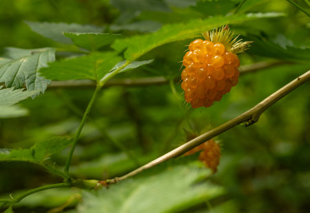 Ripe Salmon Berries Hang On Bushes Near Trail in Olympic