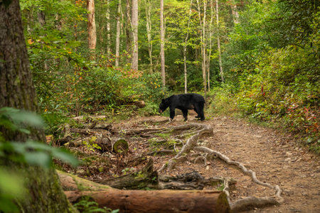 Black Bear Pauses In The Middle Of Abrams Falls Trail In Great Smoky Mountains National Parkの写真素材
