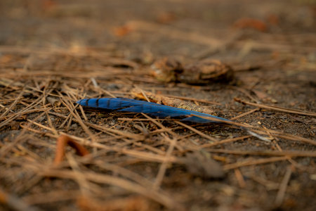 Scrub Jay Feather on Forest Floor in Yosemite National Park