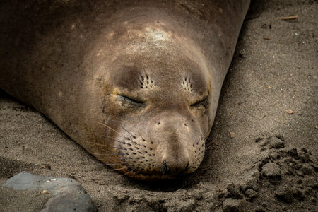 Close Up of Seal Fast Asleep On The Beach along the California coastの写真素材
