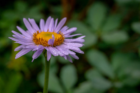 Narrow Focus Of Dew Drops On Aster Bloom in Glacierの写真素材