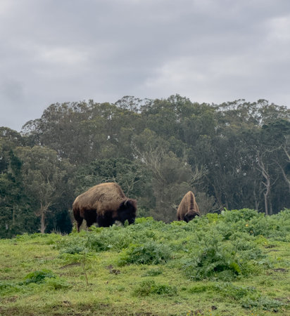 Bison Graze in Golden Gate Park in San Francisco in Spring