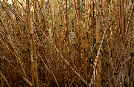 Yellow Bamboo Stalks Tangle Along The Rio Grande in Big Bend