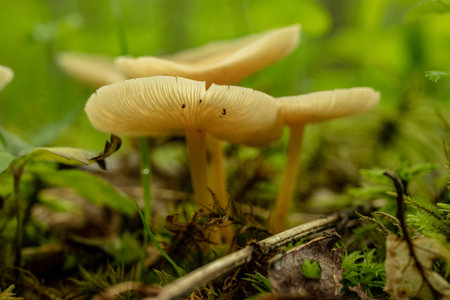 Group of Creamy Mushrooms Grow out of Smokies Forest Floor