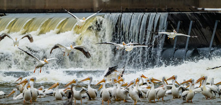 American White Pelicans at the Base of Dam in Arkansas Riverの写真素材