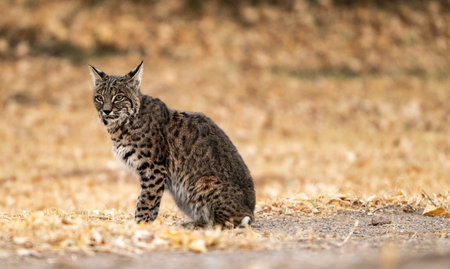 Bob Cat Sits With Ears Perked Up in Big Bendの写真素材