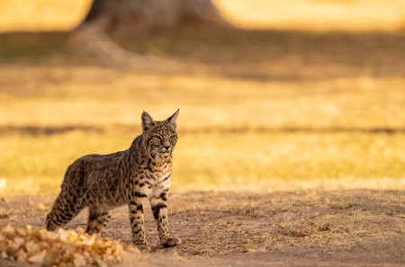 Bobcat Stretches Out In Sunny Field in Big Bend National Parkの写真素材