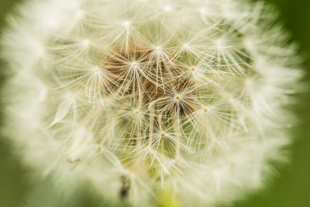 Close Up Of Dandelion Bristles with Selective Focus in Shenandoahの写真素材