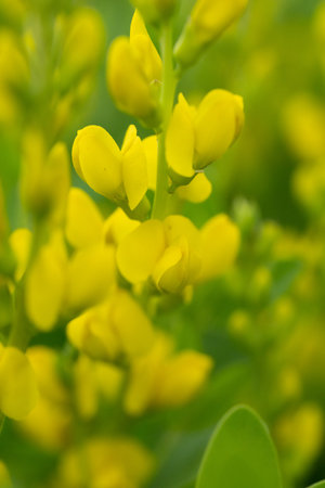 Close Up Of The Yellow Blooms On A Baptisia Plant in city park in springの写真素材