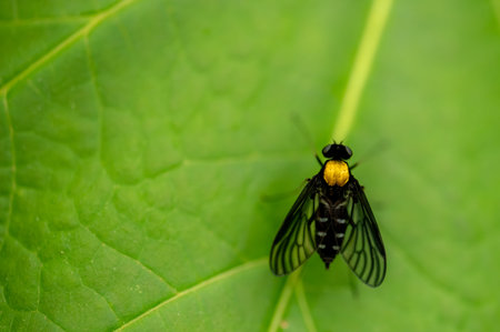Golden-Backed Snipe Fly On A Green Leaf With Copy Space to Left