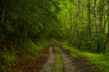 Old Forest Road In Great Smoky Mountains National Park