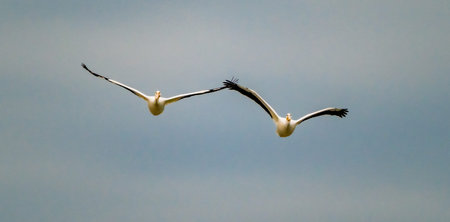 Two American White Pelicans Fly Toward Camera against cloudy cameraの写真素材
