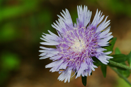 Purple Cone Flower Blooming in Gardenの写真素材