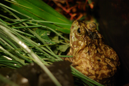 Frog Sitting in Water with Greeneryの写真素材