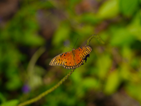 gulf fritillary butterfly on plantの写真素材