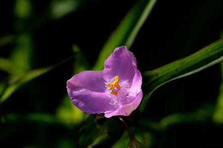 Spiderwort Purple Flower Bloomingの写真素材