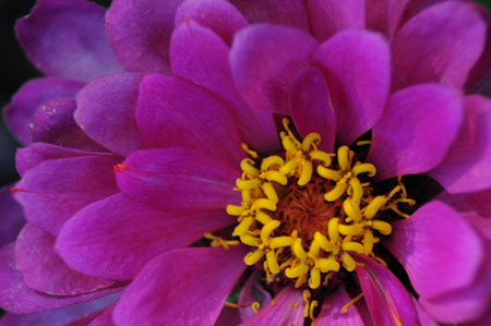 Close up of purple zinnia filling the frameの写真素材