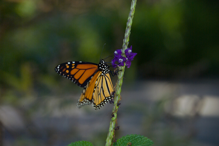 monarch on purple flowerの写真素材