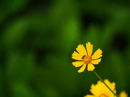 Beetle on yellow cosmos flower in gardenの写真素材