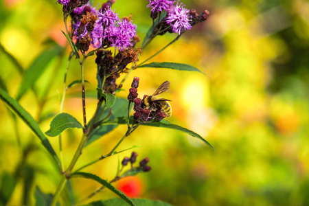 Bumble Bee on Purple Flowerの写真素材